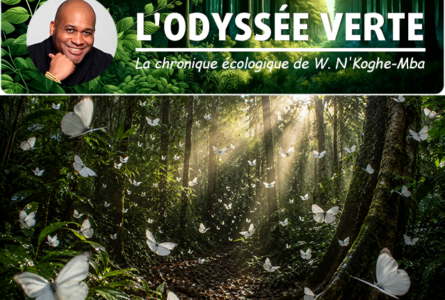 Sous les voûtes de moabi et d'okoumé centenaires, des papillons blancs voletaient par dizaines - silencieux, presque irréels, comme si la forêt avait décidé ce matin-là de se parer de quelque chose de léger pour contrebalancer tout ce poids d'ancienneté… Ici, la terre est vivante. © GabonReview