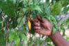 L’ambition affichée est de structurer, de sécuriser et de valoriser l’Iboga, tout en en maîtrisant les usages et les retombées (en image, le fruit et les feuilles d’Iboga). © D.R.