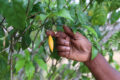 L’ambition affichée est de structurer, de sécuriser et de valoriser l’Iboga, tout en en maîtrisant les usages et les retombées (en image, le fruit et les feuilles d’Iboga). © D.R.