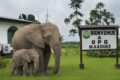 À Makouké, où 5 000 hectares de palmeraies ont été détruits, la réduction des activités de l’entreprise alimente les inquiétudes sur une éventuelle fermeture, avec de lourdes conséquences économiques et sociales pour cette localité du Moyen-Ogooué. © GabonRevie / Illustration IA