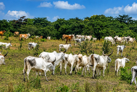 Née en février 2026, Agropag s'est substituée à la Société d'agriculture et d'élevage du Gabon (SAEG), créée un an plus tôt, en pleine Transition. L'affaire invite ainsi à jeter un regard plus large sur les réformes engagées durant la Transition. © D.R.