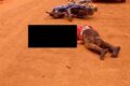 Aperçu de la victime sur les lieux de l’accident, le 25 août 2026 à Tchibanga. © D.R.
