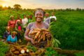 Dans le Lékoni-Lékori, l'agriculture demeure un levier essentiel pour les populations locales. Sa valorisation figure parmi les priorités du 3ᵉ Forum Lékoni-Lékori pour le Développement. © D.R.