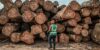 Oligui Nguema a ordonné le paiement de 20 milliards de FCFA de TVA dus à la filière Forêt-Bois. © Arlette Bashizi/ The New York Times/ Réa