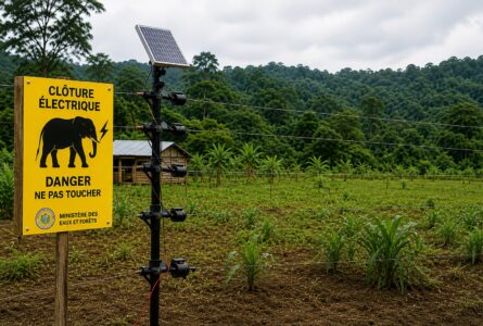 Face aux éléphants, l’Ogooué-Ivindo passe à l’offensive avec les clôtures électriques. © GabonReview (IA/montage)