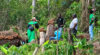 Sur ses parcelles, la coopérative mise sur une agriculture diversifiée, avec notamment l’igname, la banane, le manioc, le piment et l’ananas (Capture d’écran). © GabonReview