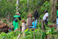 Sur ses parcelles, la coopérative mise sur une agriculture diversifiée, avec notamment l’igname, la banane, le manioc, le piment et l’ananas (Capture d’écran). © GabonReview