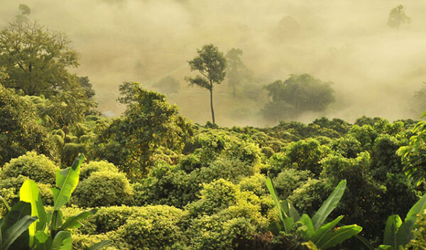 Forêts : le Gabon veut changer d’échelle dans le financement de la conservation
