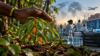 Le Gabon protège son iboga. Mais, doit-il se couper de la recherche et des marchés ? L’avenir scientifique et économique de la filière pourrait s’écrire ailleurs. © GabonReview