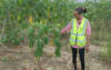 Un agent de l’Agasa en pleine inspection sur une parcelle agricole. © Agasa