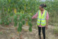 Un agent de l’Agasa en pleine inspection sur une parcelle agricole. © Agasa