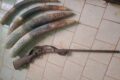 Les quatre pointes d’ivoire et l’arme à feu de calibre 12 saisies.  © D.R.