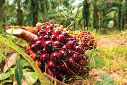 Au deuxième trimestre, la récolte d’huile de palme a bondi de «82,2%». © GabonReview