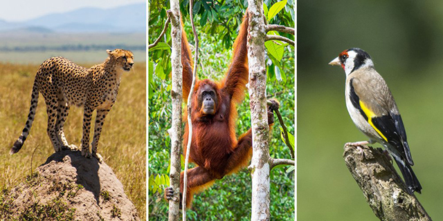 Biodiversité : Risque d’extinction de près de 50% de la population animale en Afrique