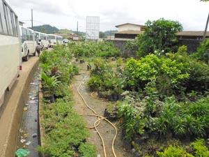 Commerce des Fleurs Libreville Gabon