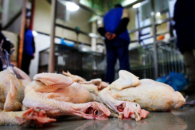 Souche infectieuse transmissible à l'homme, la grippe aviaire peut faire des victimes humaines avec les complications respiratoires provoquées par le virus grippal. © Reuters/Carlos Barria 