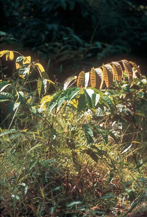 Jeune pousse d'Okoumé en forêt gabonaise - © Arias Danger Aimée/Gabonreview.com