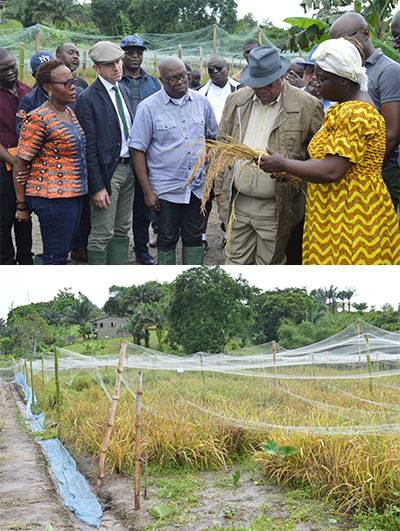 Gabon : Nkoghe Bekale favorable à la riziculture