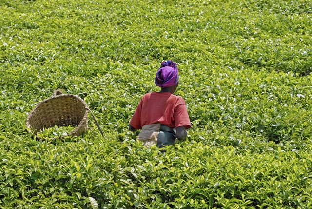 Compétition économique CEMAC