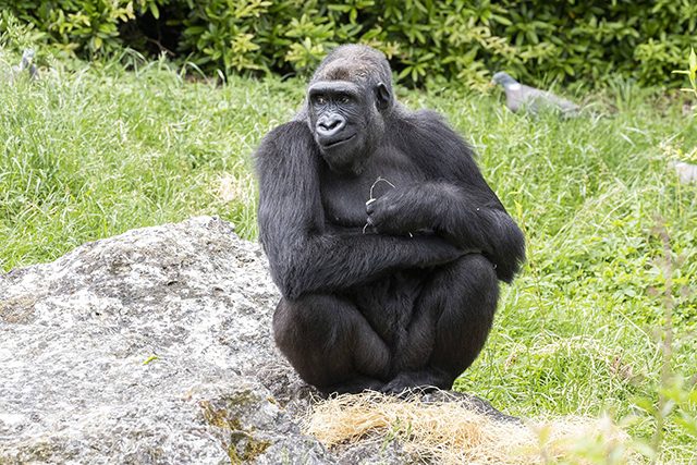 Gorilles : Kuimba est morte 3 mois après son arrivée au Gabon