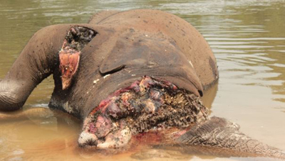 Eléphant retrouvé le 26 décembre 2014 sans ses défenses sur les bancs de sable sur la rivière M’passa. © Conservation Justice
